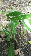 Lithocarpus lepidocarpus