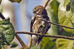Glaucidium cuculoides