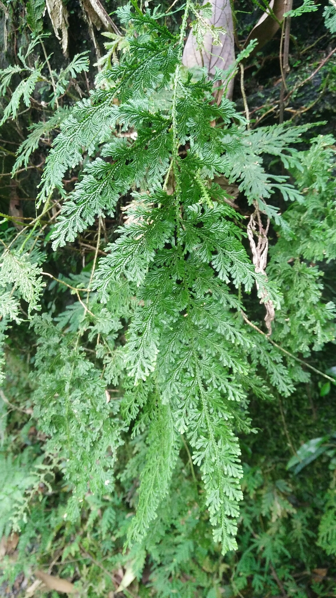 Selaginella moellendorffii