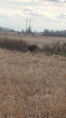 Moose