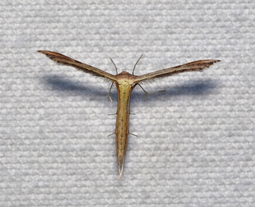 Dwarf Plume Moth