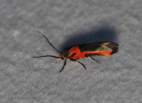 Kermes Scale Moth photo 4
