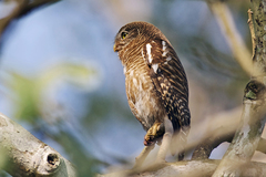 Glaucidium cuculoides