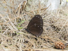 Euploea tulliolus ledereri