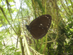 Euploea tulliolus ledereri