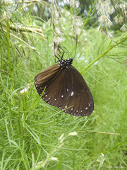 Euploea tulliolus ledereri