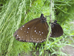 Euploea modesta tiomana
