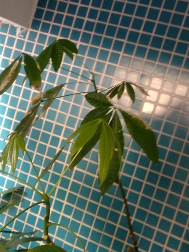 Pachira macrocarpa (Schltdl. & Cham.) Walp. 2