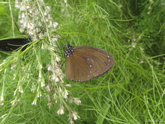 Euploea tulliolus ledereri