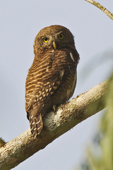 Glaucidium cuculoides