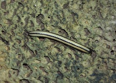 Spirobolellus immigrans