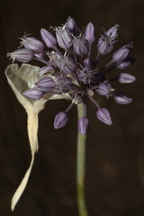Allium multiflorum image