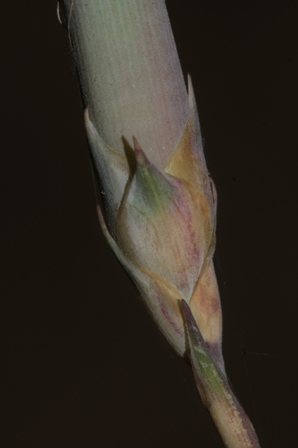 Dianthus sylvestris subsp. boissieri image