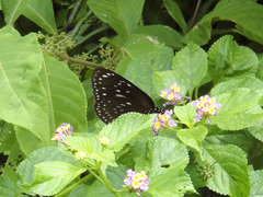 Euploea camaralzeman