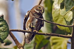 Glaucidium cuculoides