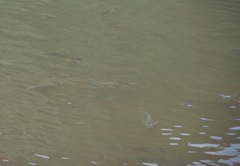 Sarotherodon melanotheron