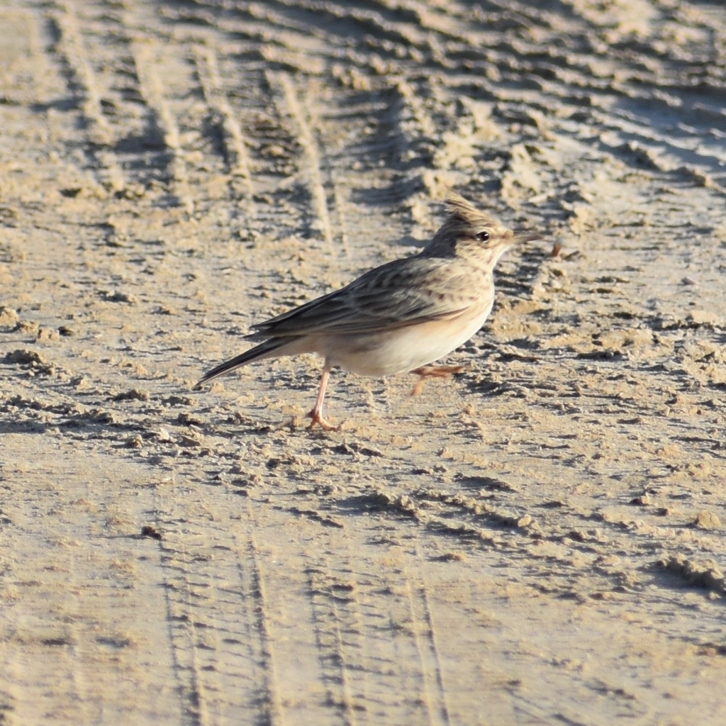 crested-lark-from-3jqg-rrr-zakhir-abu-dhabi-united-arab-emirates
