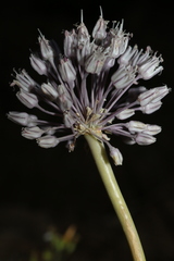 Allium multiflorum image