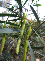 Acacia longifolia sophorae