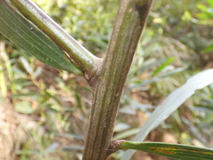 Acacia longifolia sophorae