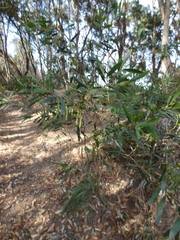Acacia longifolia sophorae