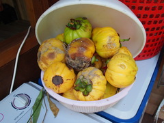 Garcinia atroviridis