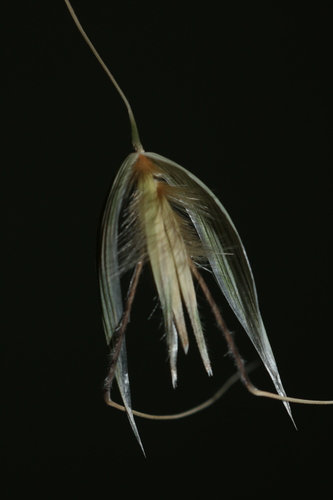 Avena sterilis subsp. sterilis image