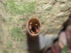 Tetragonilla atripes