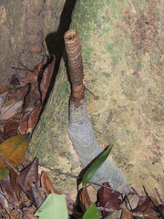 Tetragonilla atripes