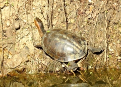 Trachemys ornata