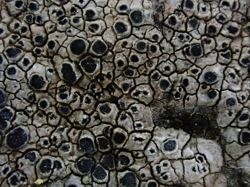 Diplotomma alboatrum
