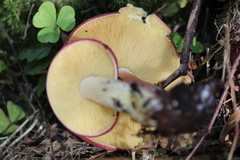 Tricholomopsis rutilans image