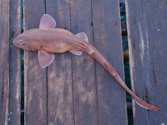 Grey Bamboo Shark photo 2