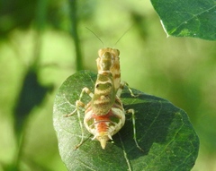 Acontista mexicana
