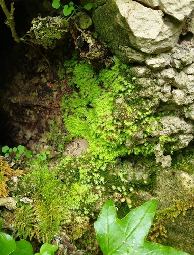 Image of Fissidens gracilifolius by no rights reserved