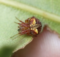 Araneus albotriangulus