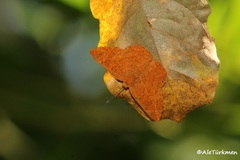 Emesis vulpina