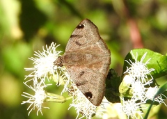 Arteurotia tractipennis