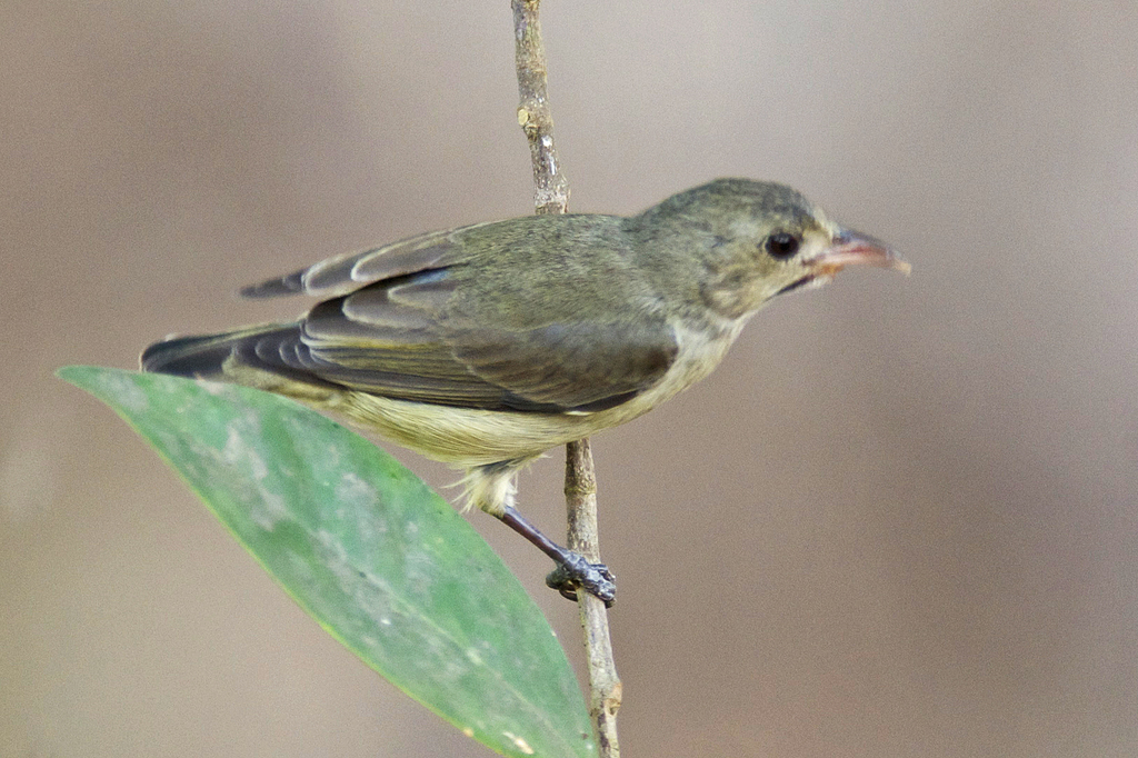 Pale-Billed Flowerpecker