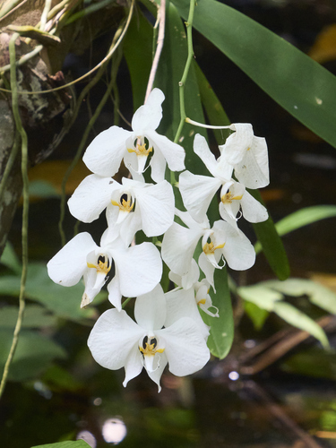 Foto de Orquídea borboleta