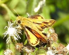 Hylephila phyleus phyleus