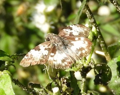 Polyctor