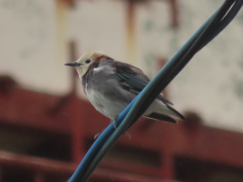 Chestnut-cheeked Starling (Agropsar philippensis), photo 5