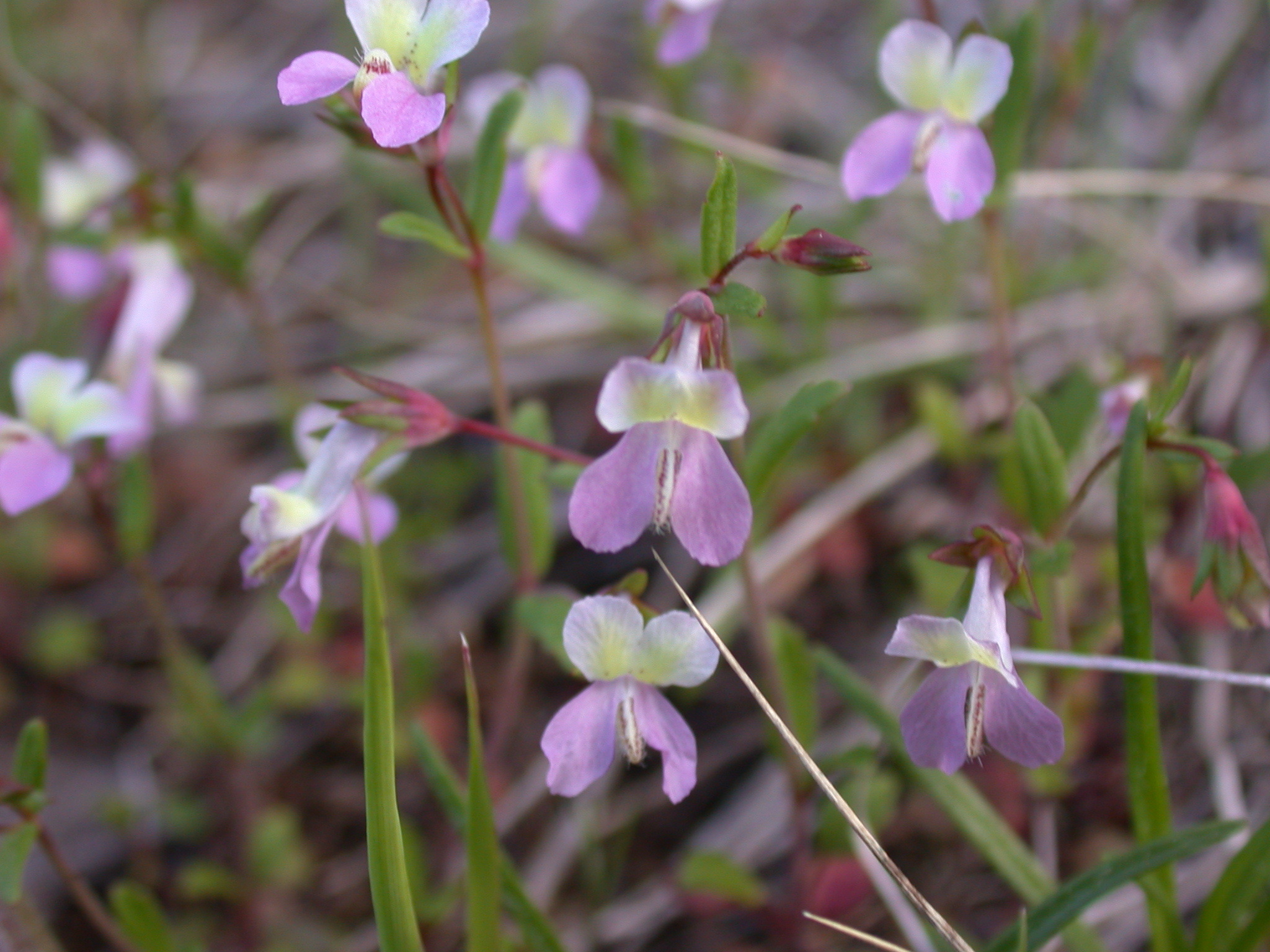 Collinsia sparsiflora var. collina