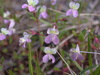 Collinsia sparsiflora collina - Photo (c) Dan and Raymond, some rights reserved (CC BY-NC-SA)