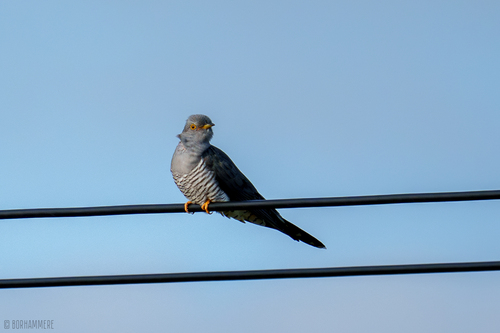 Cuco común (Cuculus canorus)