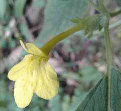 Lindenbergia grandiflora