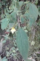 Lindenbergia grandiflora