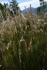 Askidiosperma nitidum