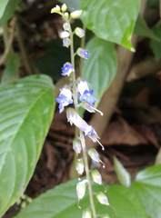 Rhynchoglossum